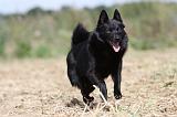 SCHIPPERKE 257